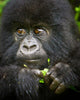 Close-up poster print of Mountain Gorilla from Volcanoes National Park.