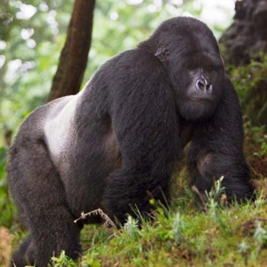 http://c328301.r1.cf1.rackcdn.com/PDDAF35RBE0049B.jpg