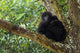 Mountain Gorilla Foraging Wall Poster Print by Ralph H. Bendjebar