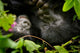 Rwanda Mountain Gorilla Poster Print by Ralph H. Bendjebar showcasing vibrant wildlife photography.