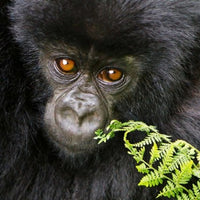 Mountain Gorilla Staring Poster Print by Ralph H. Bendjebar