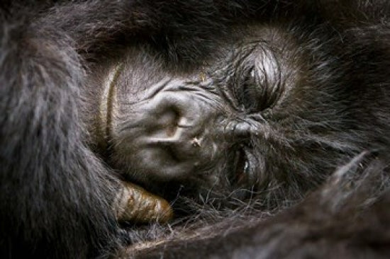 Mountain Gorilla Sleeping Poster Print from Volcanoes National Park by Ralph H. Bendjebar