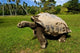 Giant Tortoise Poster Print by Alison Wright showcasing beautiful details.