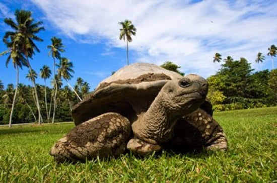 Close Up of Giant Tortoise Art Print by Alison Wright, showcasing intricate details of nature.