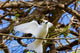 Fairy Turn Bird in Trees poster print by Alison Wright showcasing vibrant nature.