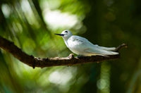 Fairy Turns on Fregate Island Seychelles Poster Print by Alison Wright.