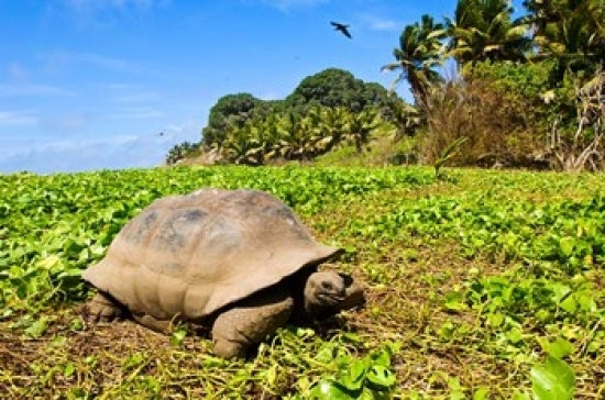 Giant Tortoise in a field poster print by Alison Wright