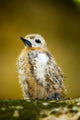 Baby Seagull on Fregate Island, Seychelles Poster Print by Alison Wright