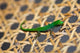 Gecko Lizard Poster Print by Alison Wright showcasing vibrant colors and detail