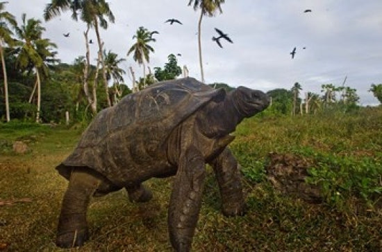 Giant Tortoise Poster Print from Fregate Island, Seychelles by Alison Wright