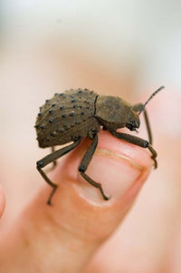 Endemic Fregate Island Beetle Poster Print by Alison Wright showcasing vibrant colors.