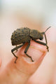 Endemic Fregate Island Beetle Poster Print by Alison Wright showcasing vibrant colors.