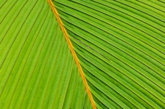 Flora, Palm Frond on Fregate Island, Seychelles Poster Print by Alison Wright