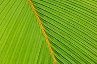 Flora, Palm Frond on Fregate Island, Seychelles Poster Print by Alison Wright