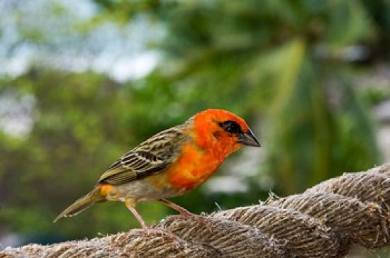 Colorful Bird on Fregate Island Seychelles Poster Print by Alison Wright