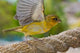 Wild Bird on Fregate Island poster print by Alison Wright showcasing vibrant colors and exotic scenery.
