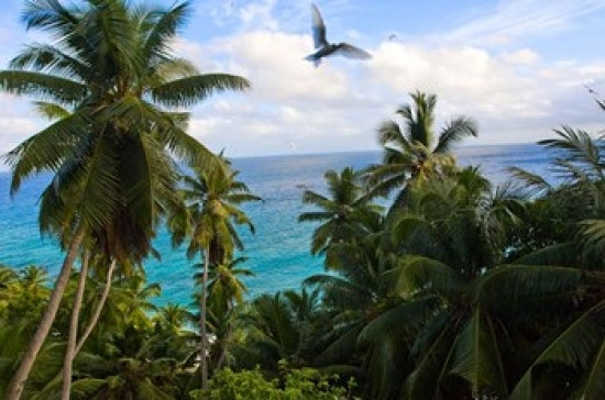 Palm Trees of Anse Victorin Beach Fine Art Print by Alison Wright