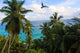 Palm Trees of Anse Victorin Beach Fine Art Print by Alison Wright