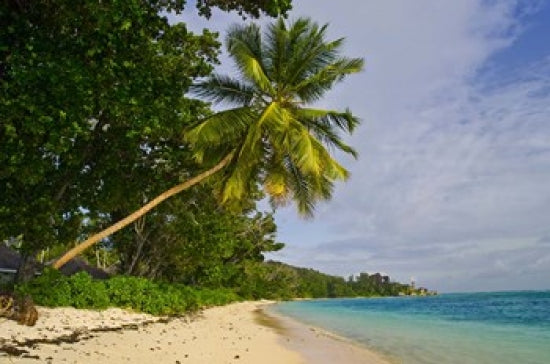 Leaning Palm at Anse Source D'Argent Beach Poster Print by Alison Wright