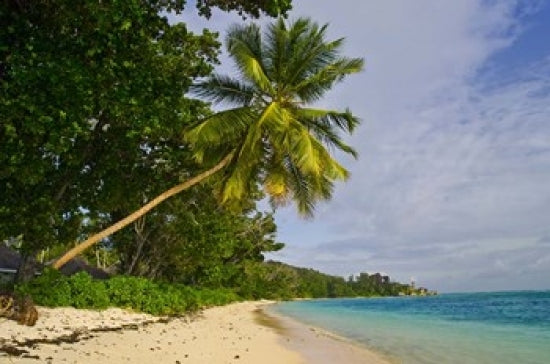 Leaning Palm Poster Print - Anse-Source D'Argent Beach, Seychelles by Alison Wright