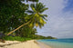 Leaning Palm Poster Print - Anse-Source D'Argent Beach, Seychelles by Alison Wright