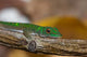 Gecko lizard from La Digue Island, Seychelles, captured by Alison Wright.