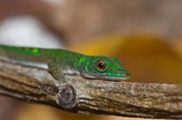 Gecko Lizard Poster Print from La Digue Island, Seychelles, by Alison Wright