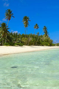 Beach Scene Poster Print featuring Desroches Resort, Seychelles by Alison Wright