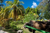 Seychelles La Digue ox-cart transport poster print by Cindy Miller Hopkins.