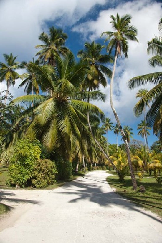 Seychelles La Digue palm lined country path poster print by Cindy Miller Hopkins.
