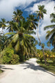 Seychelles La Digue palm lined country path poster print by Cindy Miller Hopkins.
