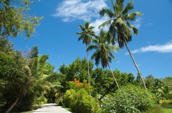 Remote Island Path Poster Print of Seychelles La Digue by Cindy Miller Hopkins