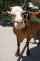 Seychelles La Digue La Passe Harbor ox-cart poster print by Cindy Miller Hopkins