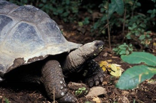 Closeup of Giant Tortoise Poster Print by Nik Wheeler