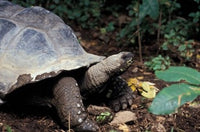 Closeup of Giant Tortoise Poster Print by Nik Wheeler
