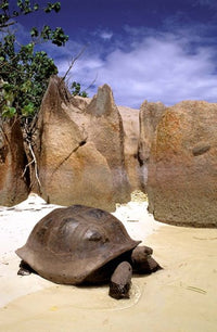 Aldabran Giant Tortoise poster print from Curieuse Island, Seychelles.
