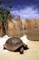 Aldabran Giant Tortoise poster print from Curieuse Island, Seychelles.