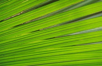 Young Cocode Merleaf Poster Print featuring Vallee de Mai, Praslin Island, Seychelles by Pete Oxford