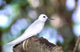 Fairy Tern Poster Print from Aride Island, Seychelles by Pete Oxford