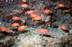 Squirrel Fish from Astove Island poster print by Pete Oxford