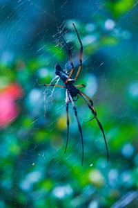 Seychelles Praslin Vallee de Mai NP Palm Spider Poster Print by Walter Bibikow