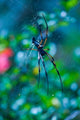 Seychelles Praslin Vallee de Mai NP Palm Spider Poster Print by Walter Bibikow