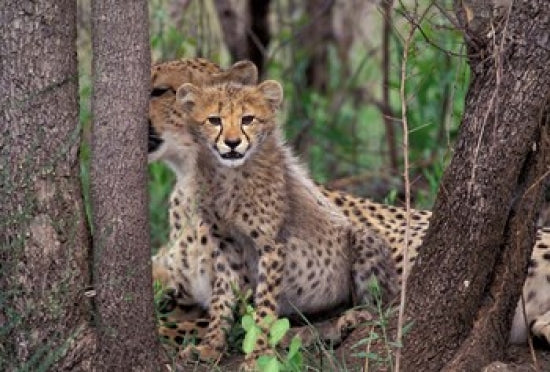 Cheetah Cubs poster print by Art Wolfe, showcasing playful cubs in Phinda Preserve, South Africa.