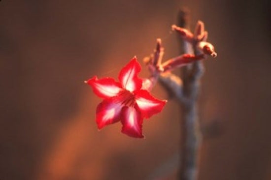 Colorful close-up of a flower in Kruger National Park by Bill Bachmann