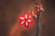 Colorful close-up of a flower in Kruger National Park by Bill Bachmann