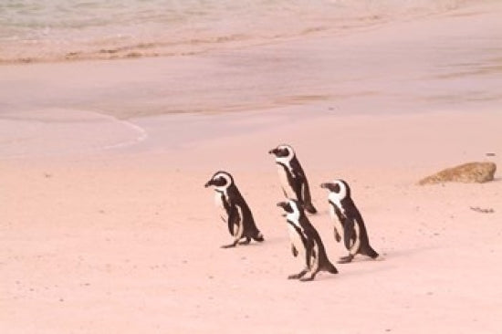 Jackass Penguins at the Boulders poster print by Bill Bachmann showcasing playful penguins in South Africa.