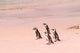 Jackass Penguins at the Boulders poster print by Bill Bachmann showcasing playful penguins in South Africa.