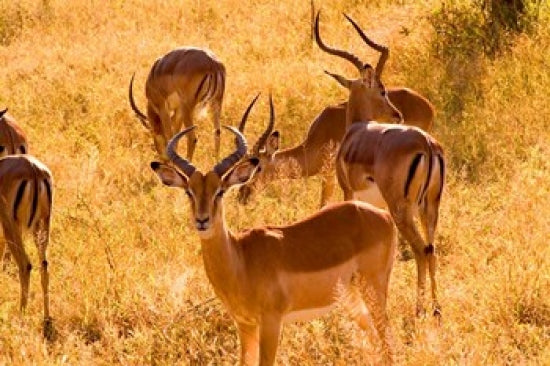 Close-up of an impala in Kruger National Park poster print by Bill Bachmann.