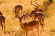 Close-up of an impala in Kruger National Park poster print by Bill Bachmann.