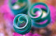 Curled Lily Leaves Art Print from Namaqualand, South Africa